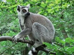 Lemur Kata